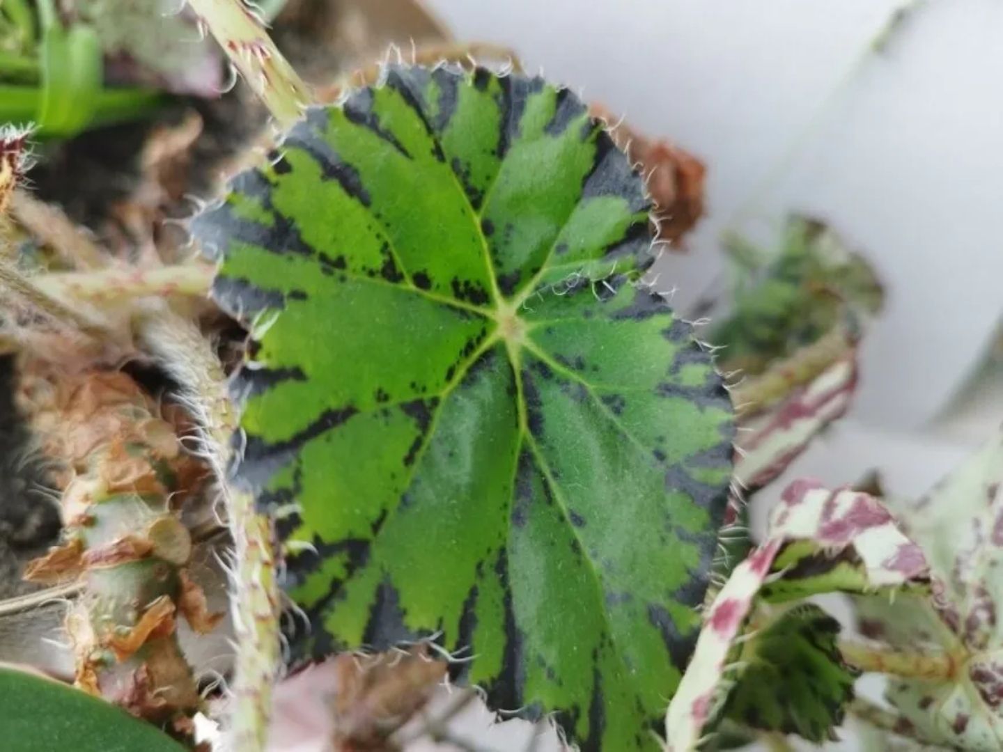 Ảnh chụp từ camera g&oacute;c rộng tr&ecirc;n Redmi Note 11 Pro 5G